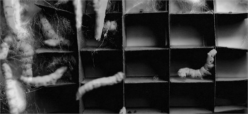 4 Позиции Бруно «Шерсть»