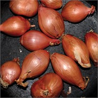 Ty Segall Fried Shallots (EP)