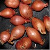 Ty Segall Fried Shallots (EP)
